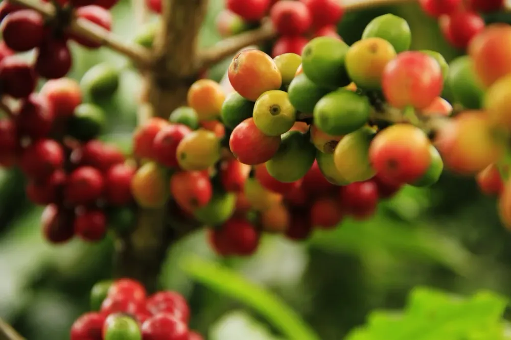 knack coffee's Beitrag zur Nachhaltigkeit